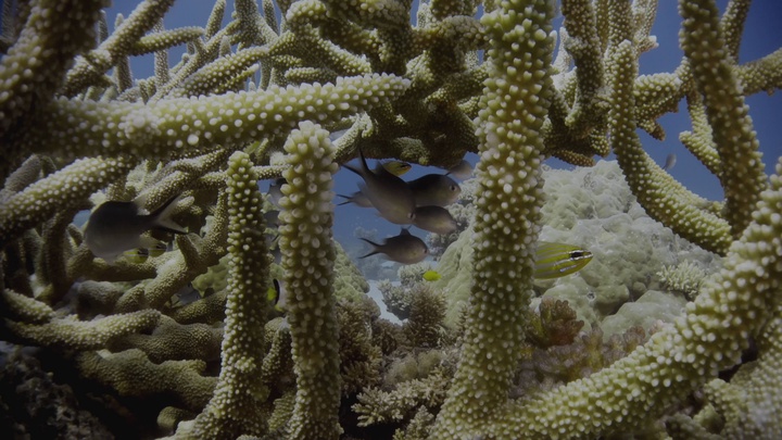 Blue.Planet.II.S01E01.One.Ocean.2160p.BluRay.REMUX.HEVC.DTS-HD.MA.5.1-FGT.mkv