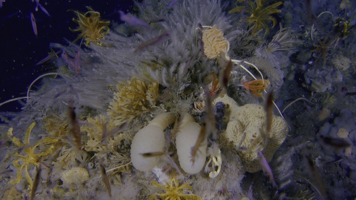 Blue.Planet.II.S01E02.The.Deep.2160p.BluRay.REMUX.HEVC.DTS-HD.MA.5.1-FGT.mkv