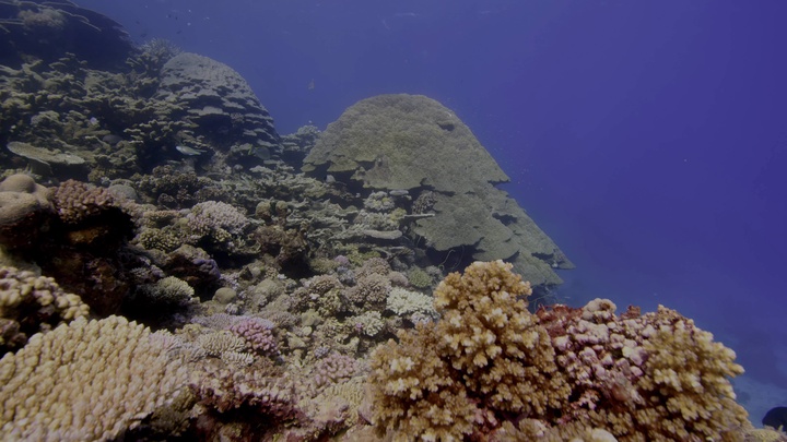 Blue.Planet.II.S01E03.Coral.Reefs.2160p.BluRay.REMUX.HEVC.DTS-HD.MA.5.1-FGT.mkv