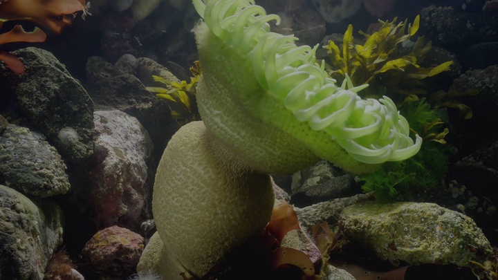 Blue.Planet.II.S01E06.Coasts.2160p.BluRay.REMUX.HEVC.DTS-HD.MA.5.1-FGT.mkv