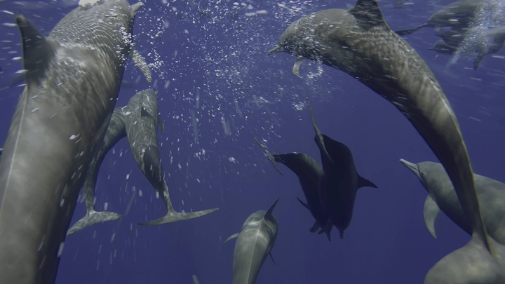 Blue.Planet.II.S01E04.Big.Blue.2160p.BluRay.REMUX.HEVC.DTS-HD.MA.5.1-FGT.mkv