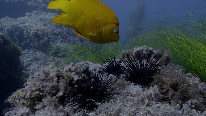 Blue.Planet.II.S01E05.Green.Seas.2160p.BluRay.REMUX.HEVC.DTS-HD.MA.5.1-FGT.mkv